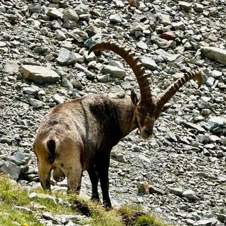 Apart Gschwandthof Sankt Leonhard im Pitztal Eksteriør billede